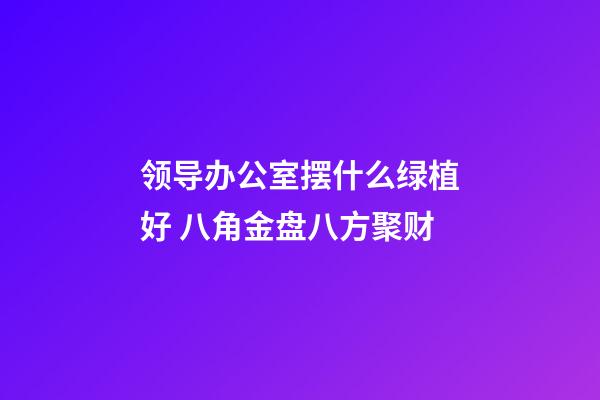 领导办公室摆什么绿植好 八角金盘八方聚财